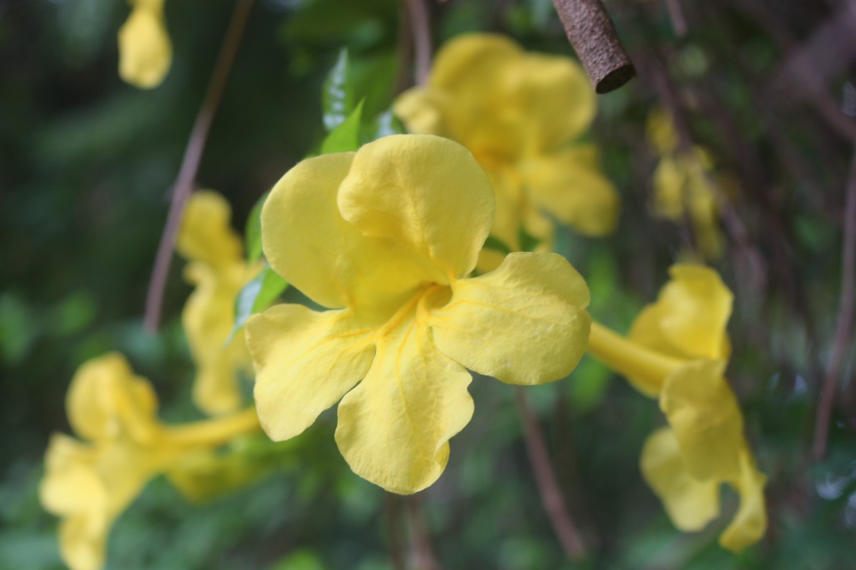 Dolichandra unguis-cati (L.) L.G.Lohmann